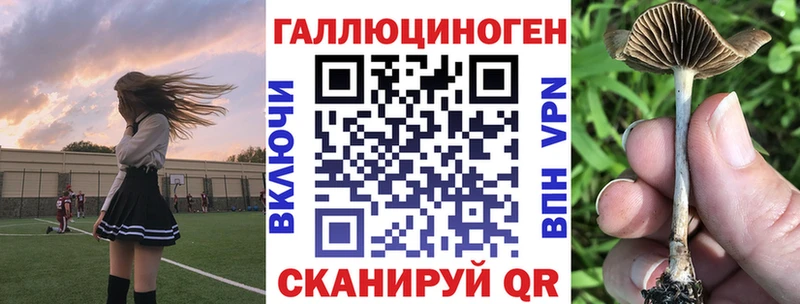 Псилоцибиновые грибы Cubensis  Себеж 